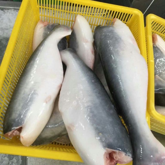PANGASIUS HGT