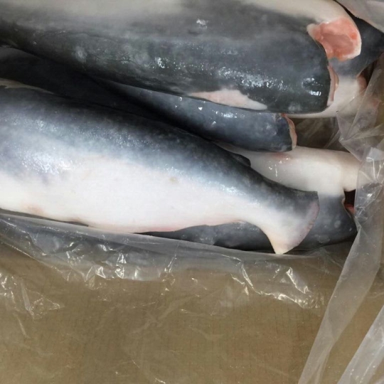 PANGASIUS HGT