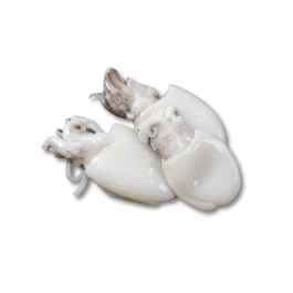 BABY CUTTLEFISH