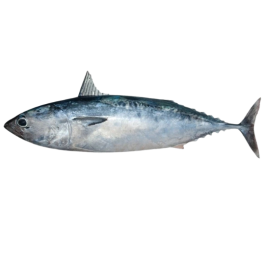 BULLET TUNA