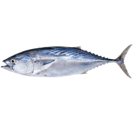 BONITO TUNA
