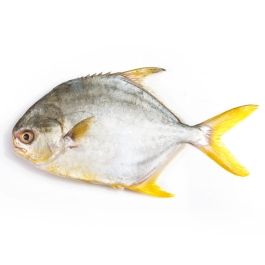 GOLDEN POMFRET