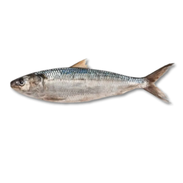 SARDINE