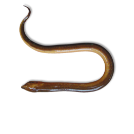 EEL