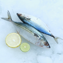 INDIAN MACKEREL