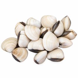WHITE CLAM