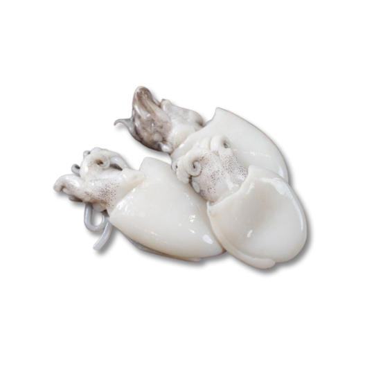 BABY CUTTLEFISH