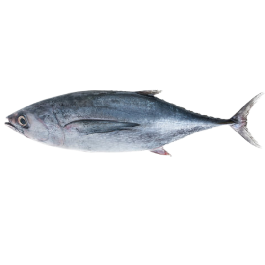 LONG TAIL TUNA