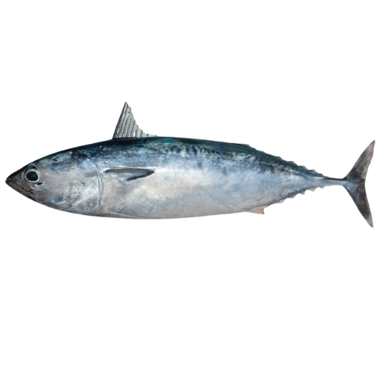 BULLET TUNA