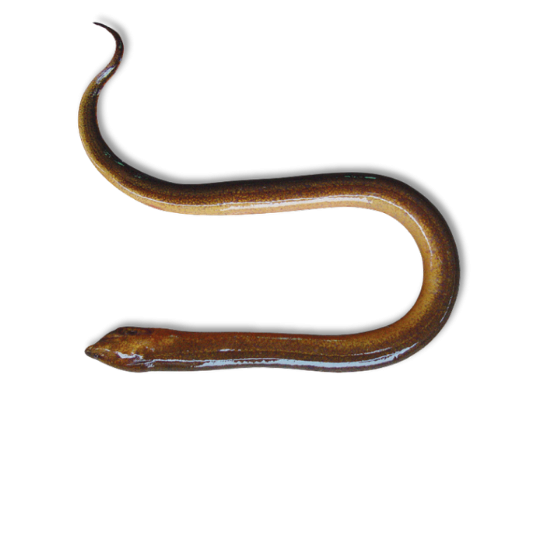 EEL