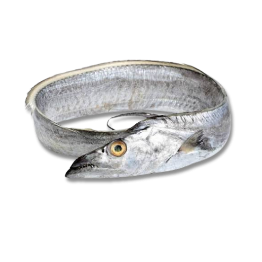 RIBBON FISH